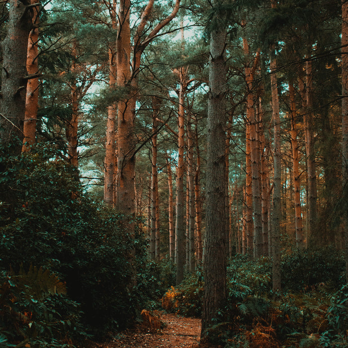 Wood Veneer Thickness