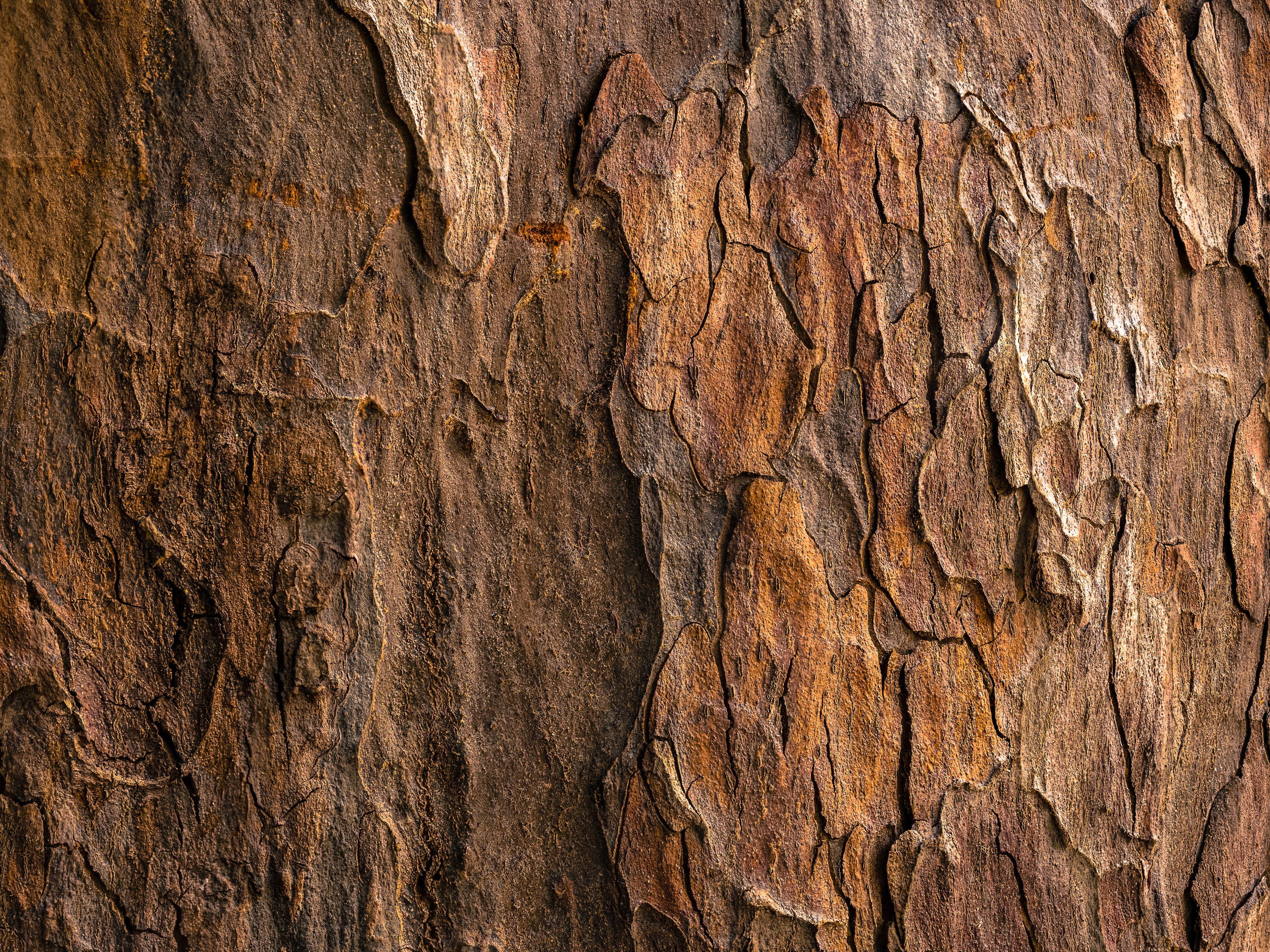 How Wood Veneers Are Made