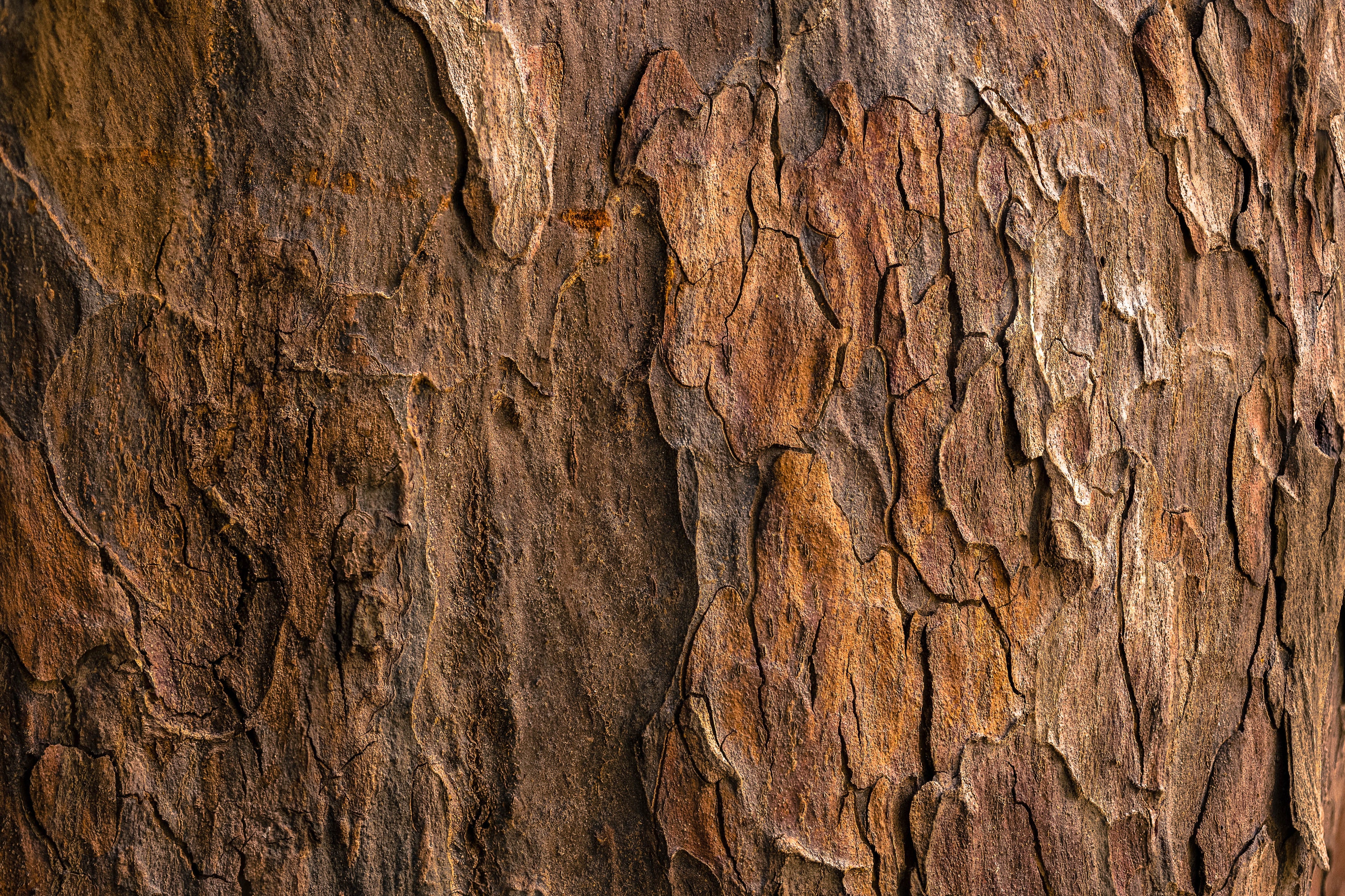 How Wood Veneers Are Made