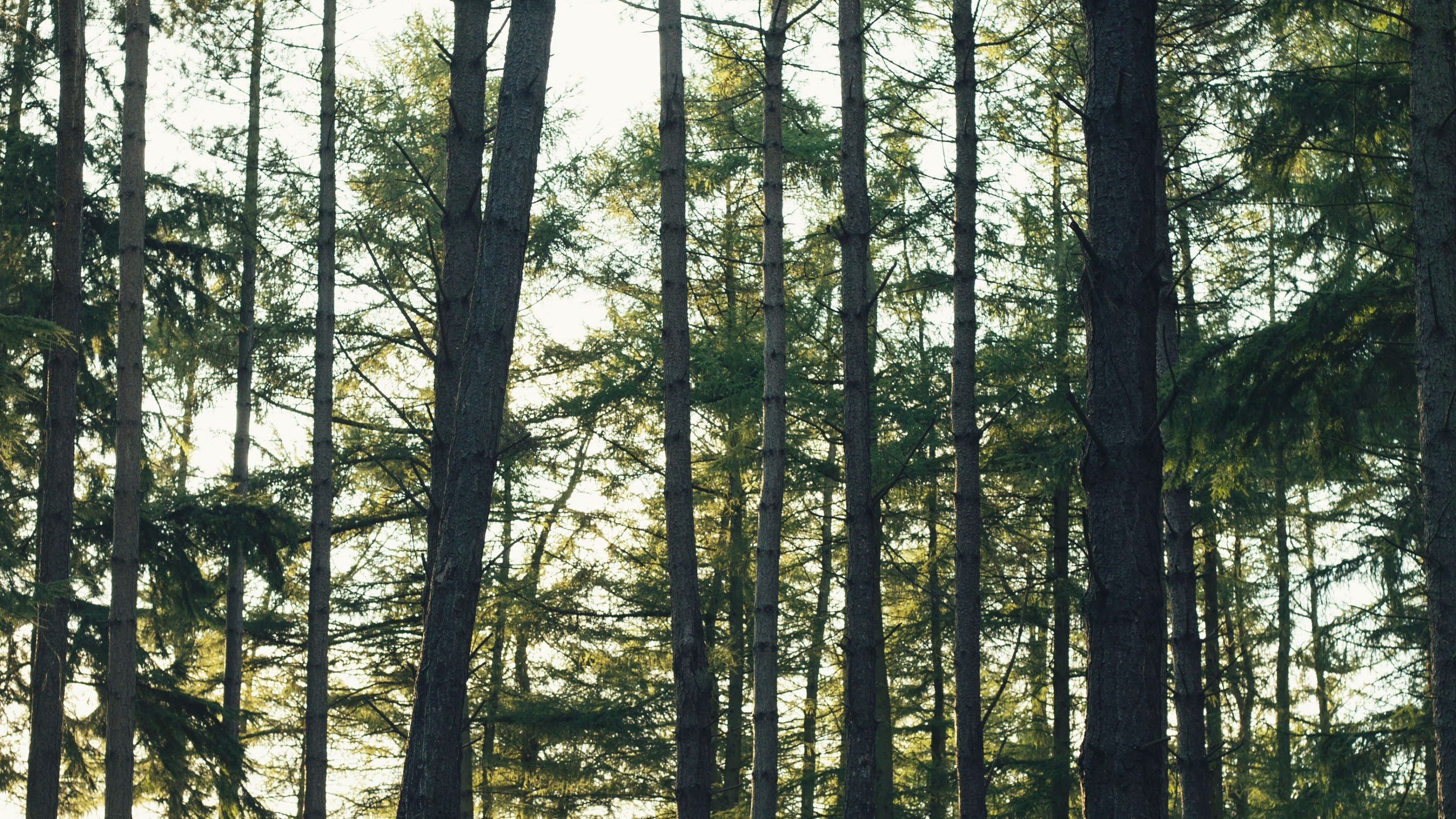 What is wood veneer?