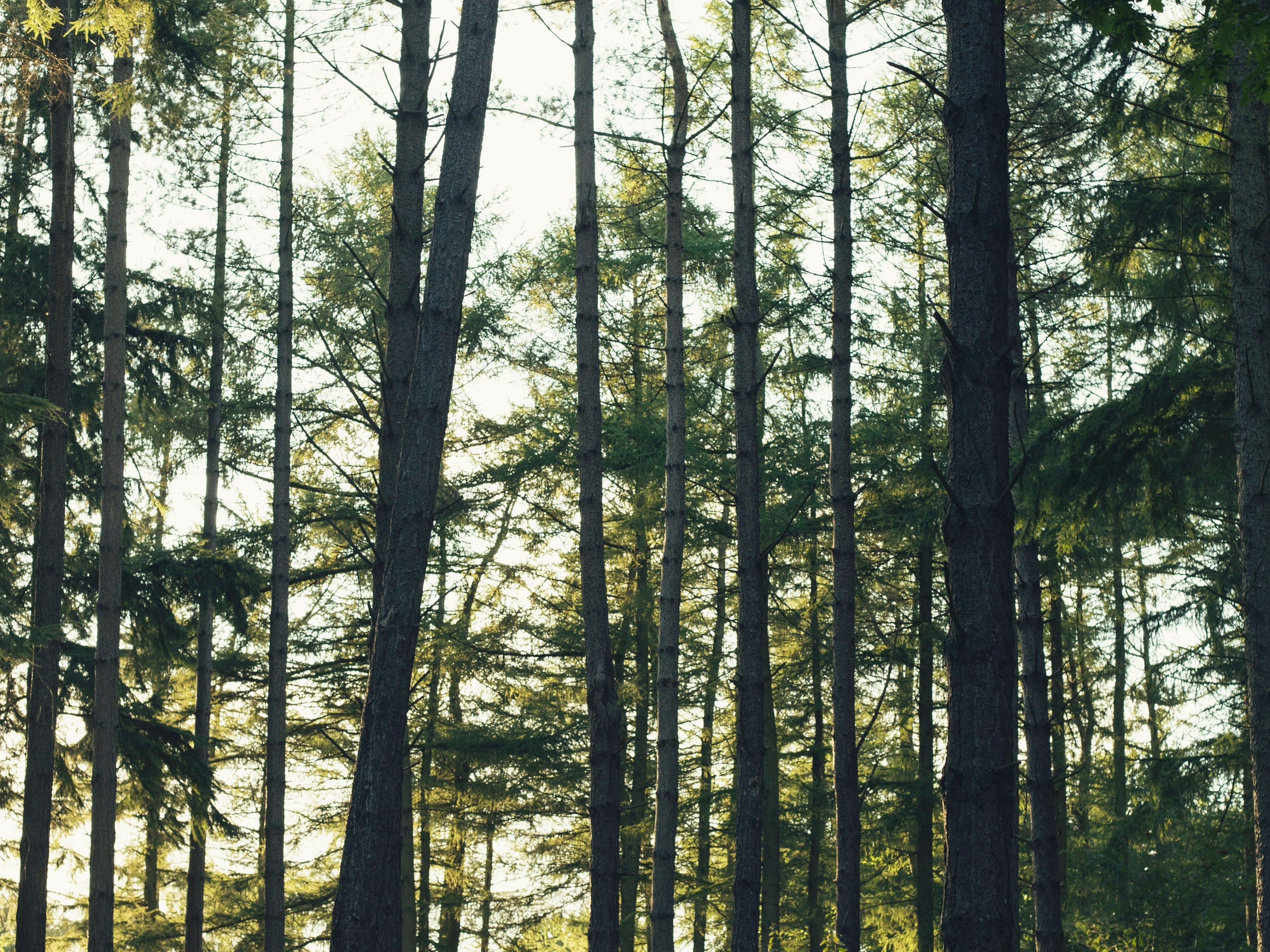 What is wood veneer?