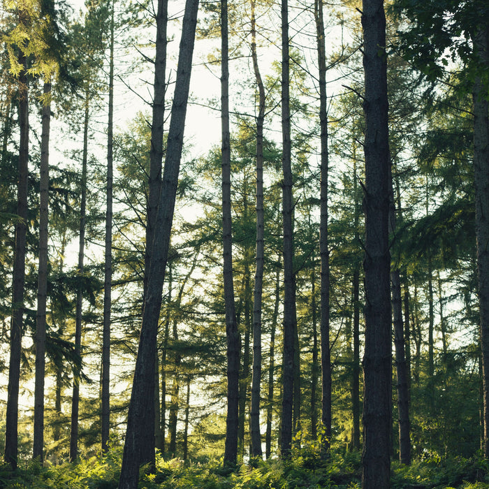 What is wood veneer?