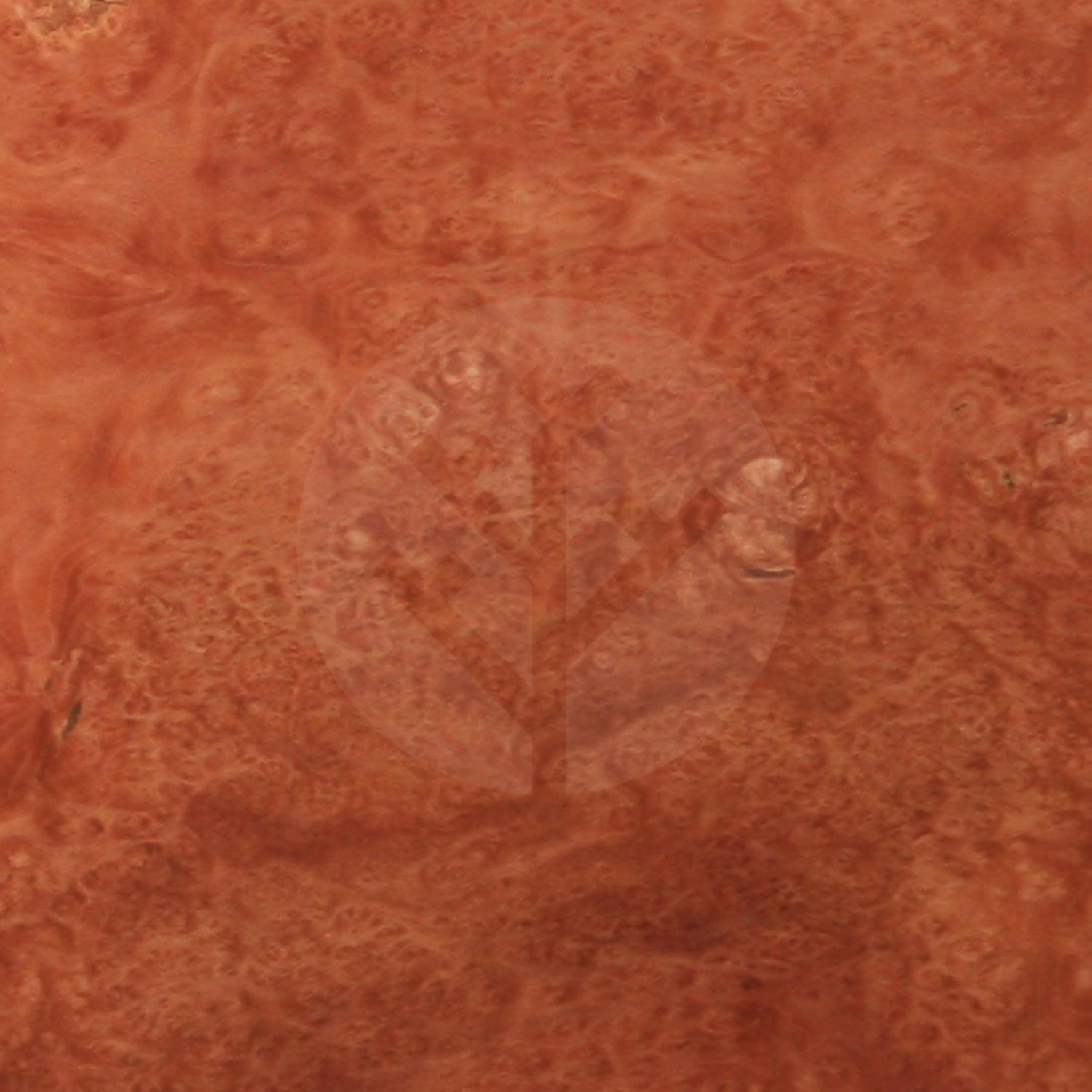 London Plane Tree Burl Wood Veneer