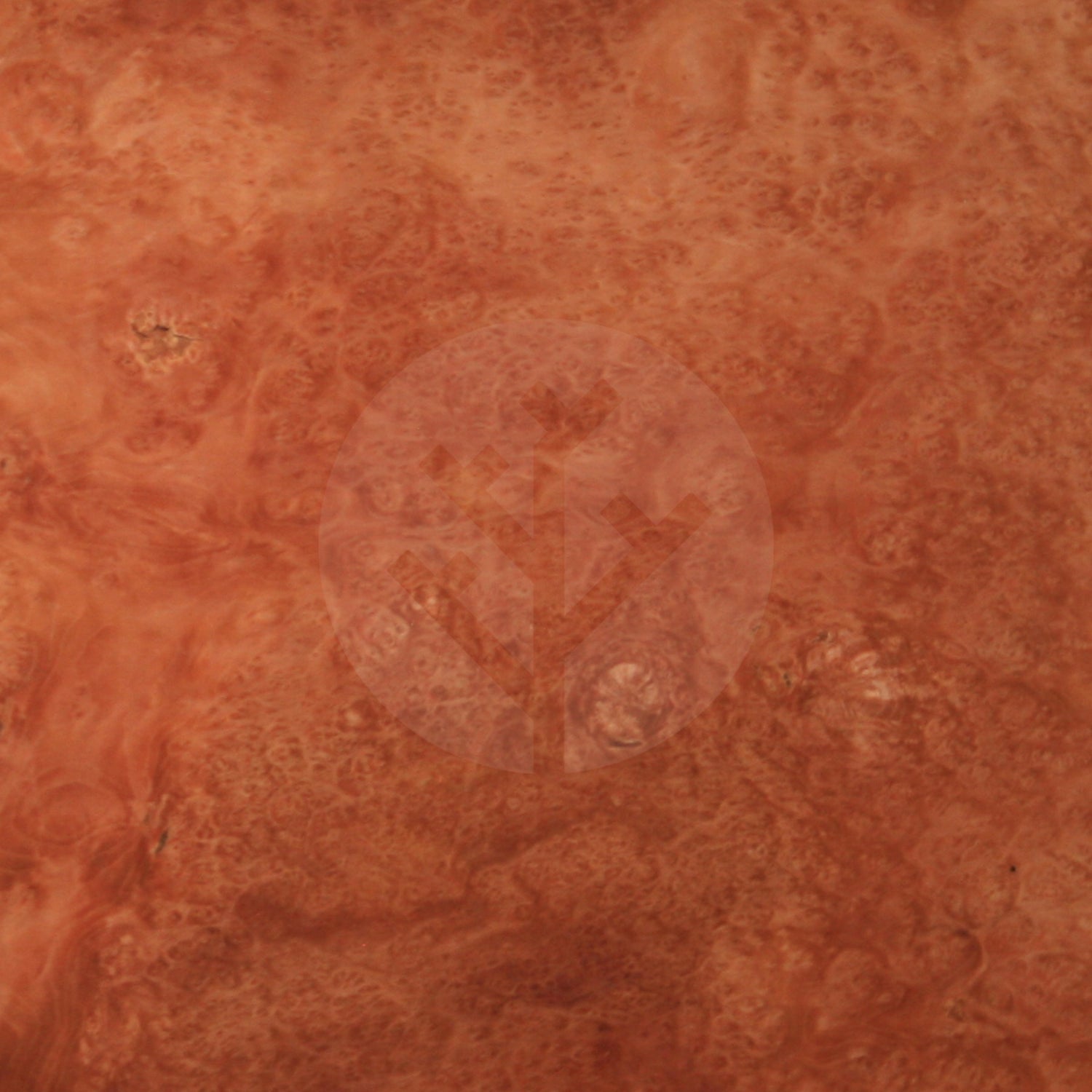 London Plane Tree Burl Wood Veneer