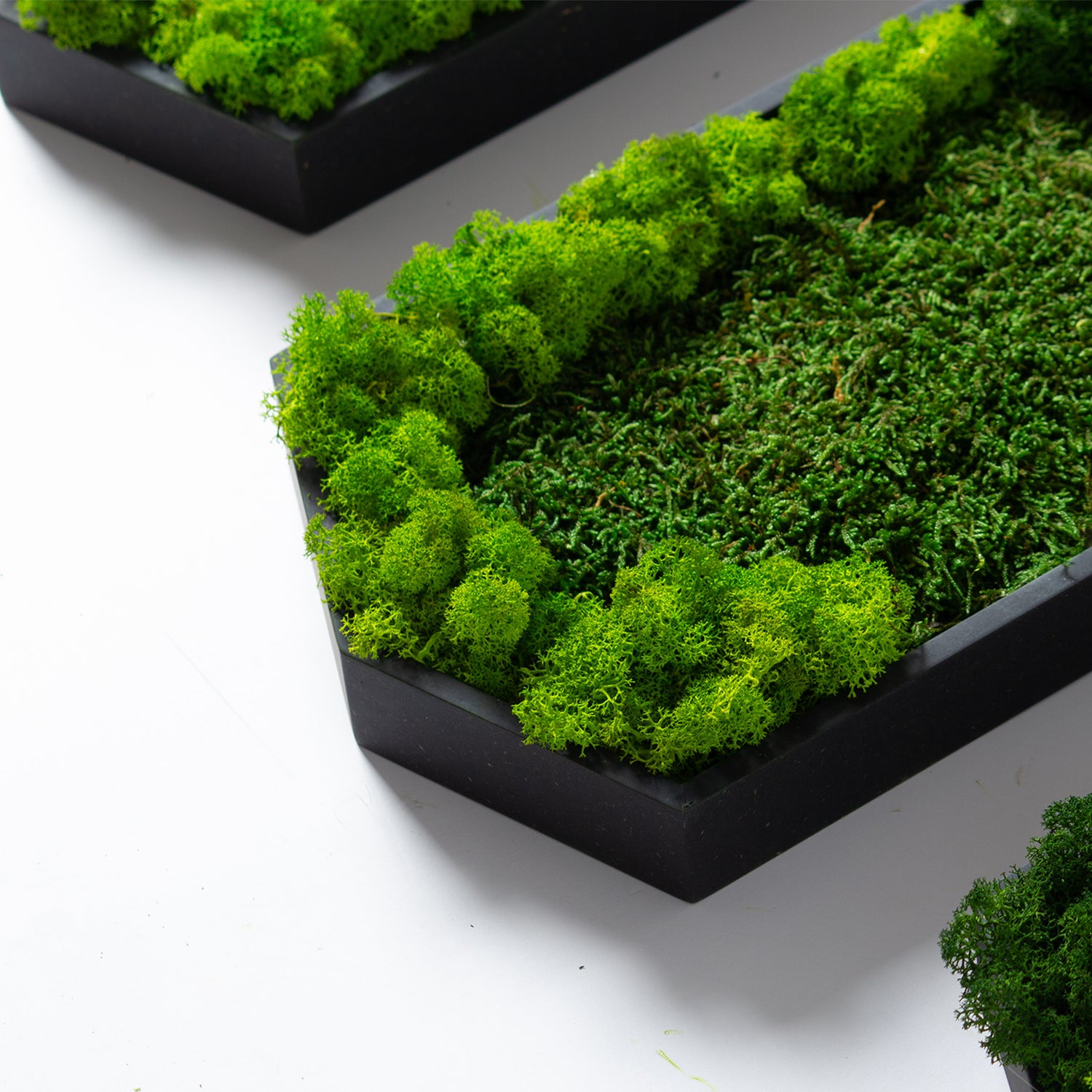 Muratto® Green Hexad Preserved Moss Luxury Wall Tiles