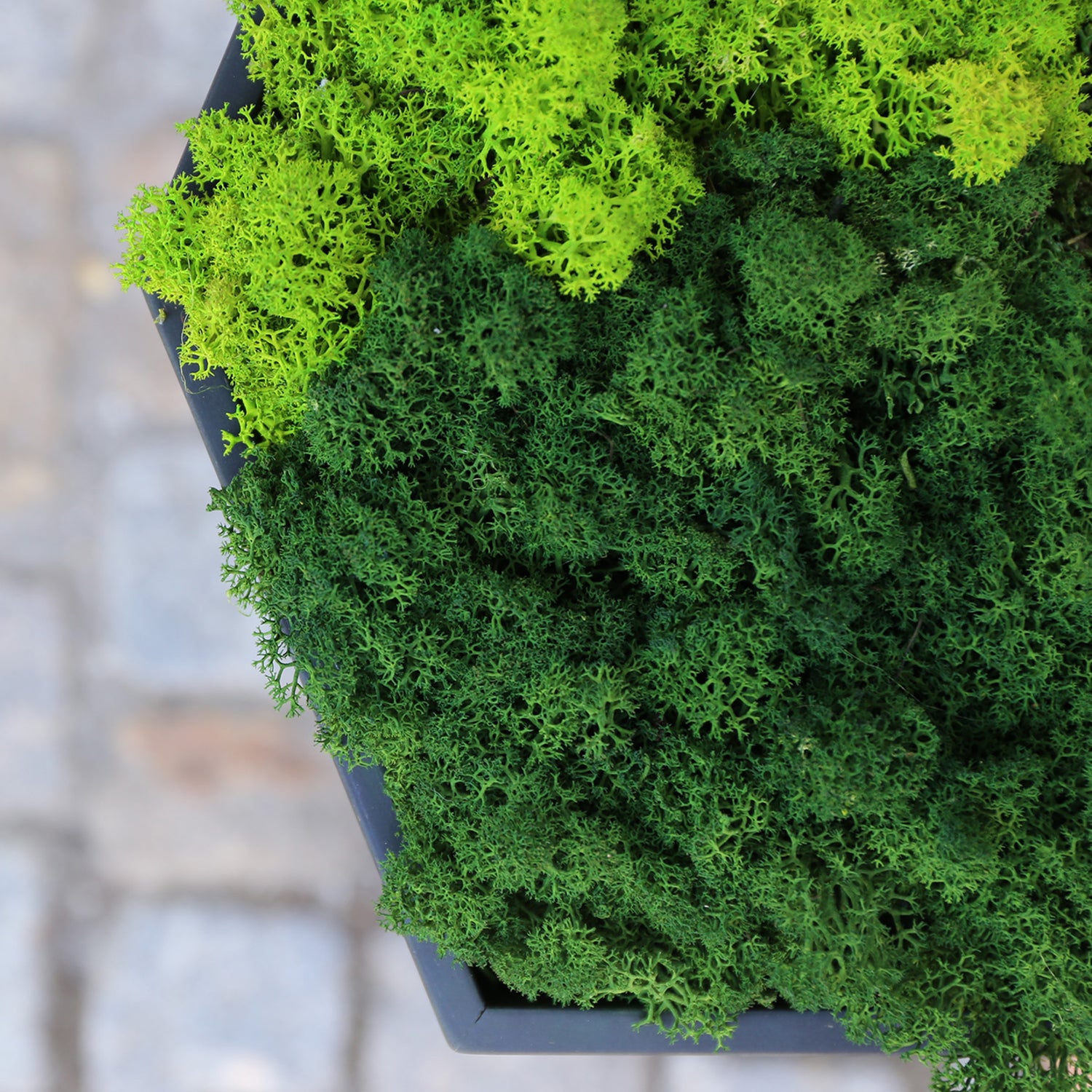 Muratto® Green Hexad Preserved Moss Luxury Wall Tiles