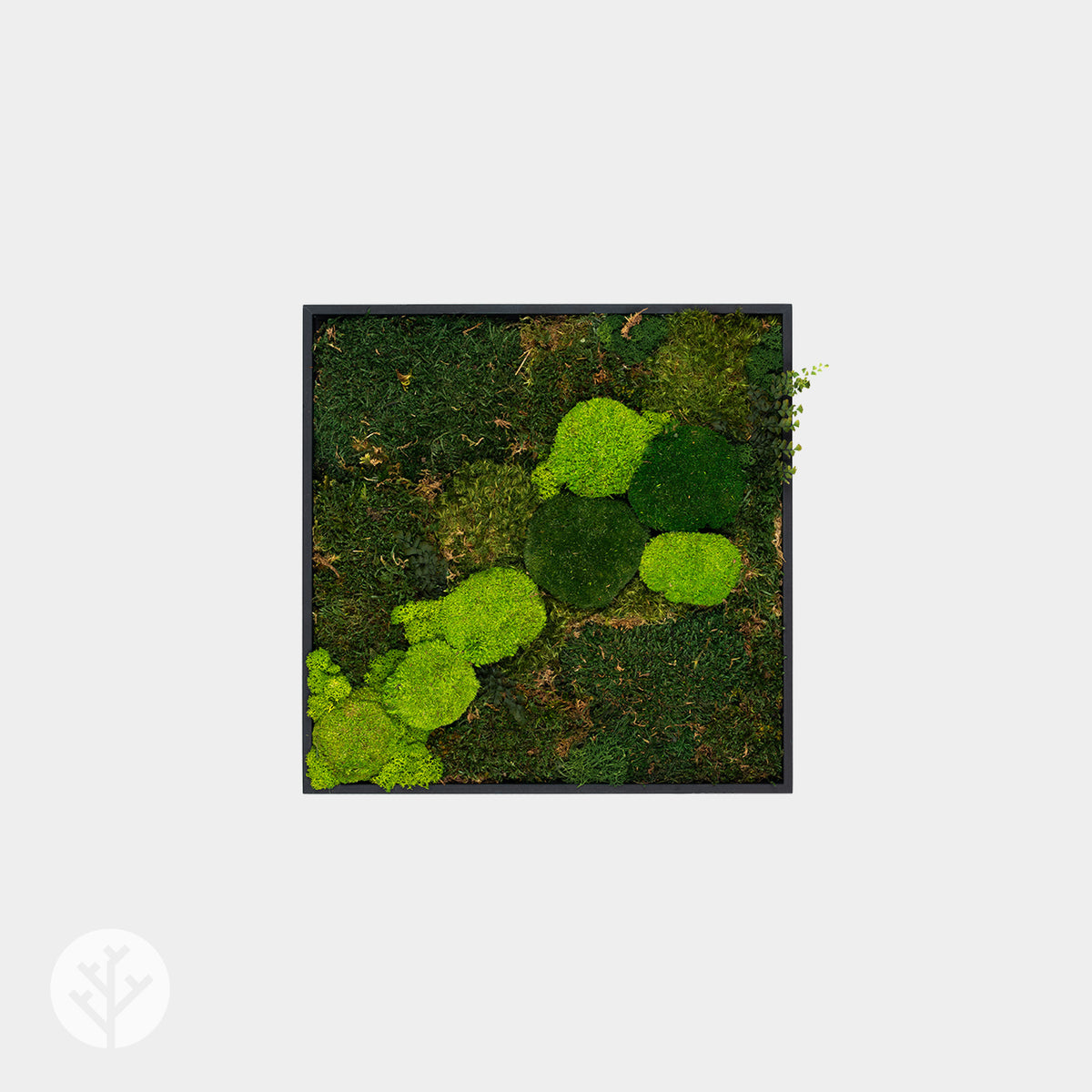 Muratto® Green Modular Square Preserved Moss Luxury Wall Tiles