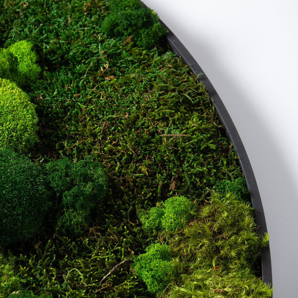 Muratto® Green Ovate Preserved Moss Luxury Wall Tiles