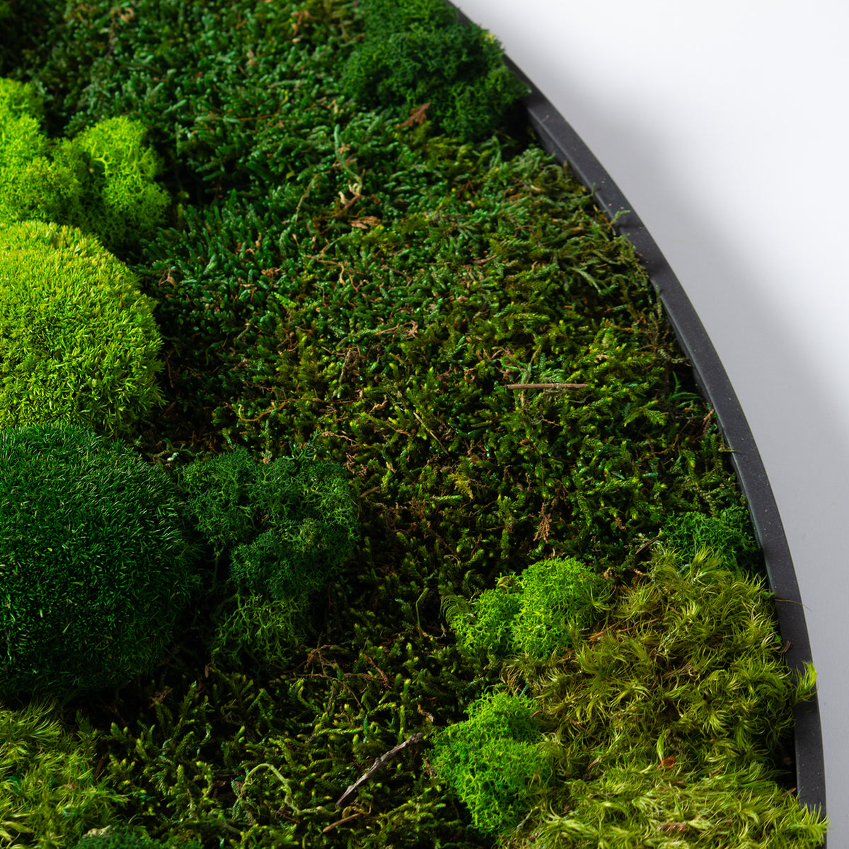 Muratto® Green Ring Preserved Moss Luxury Wall Tiles