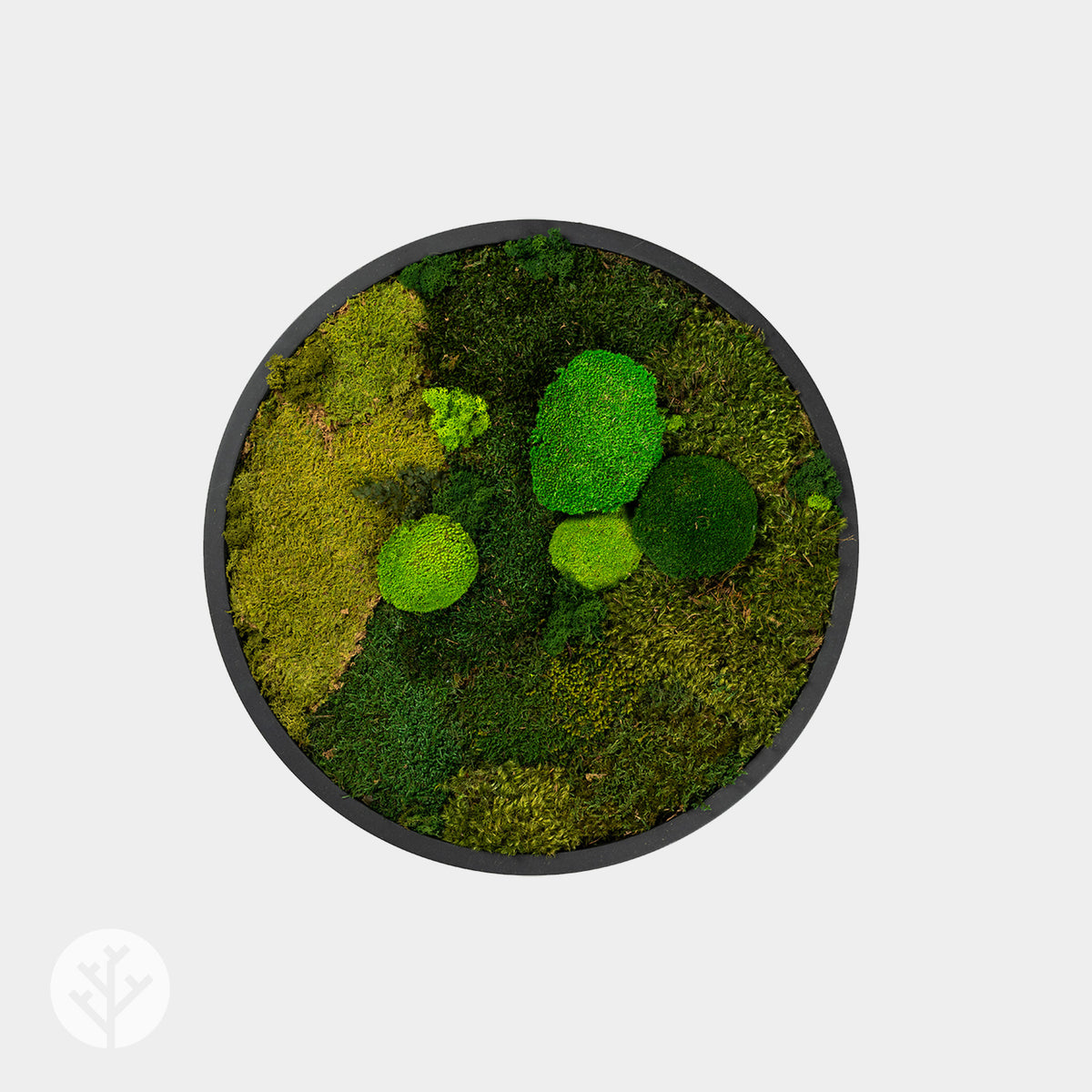 Muratto® Green Ring Preserved Moss Luxury Wall Tiles