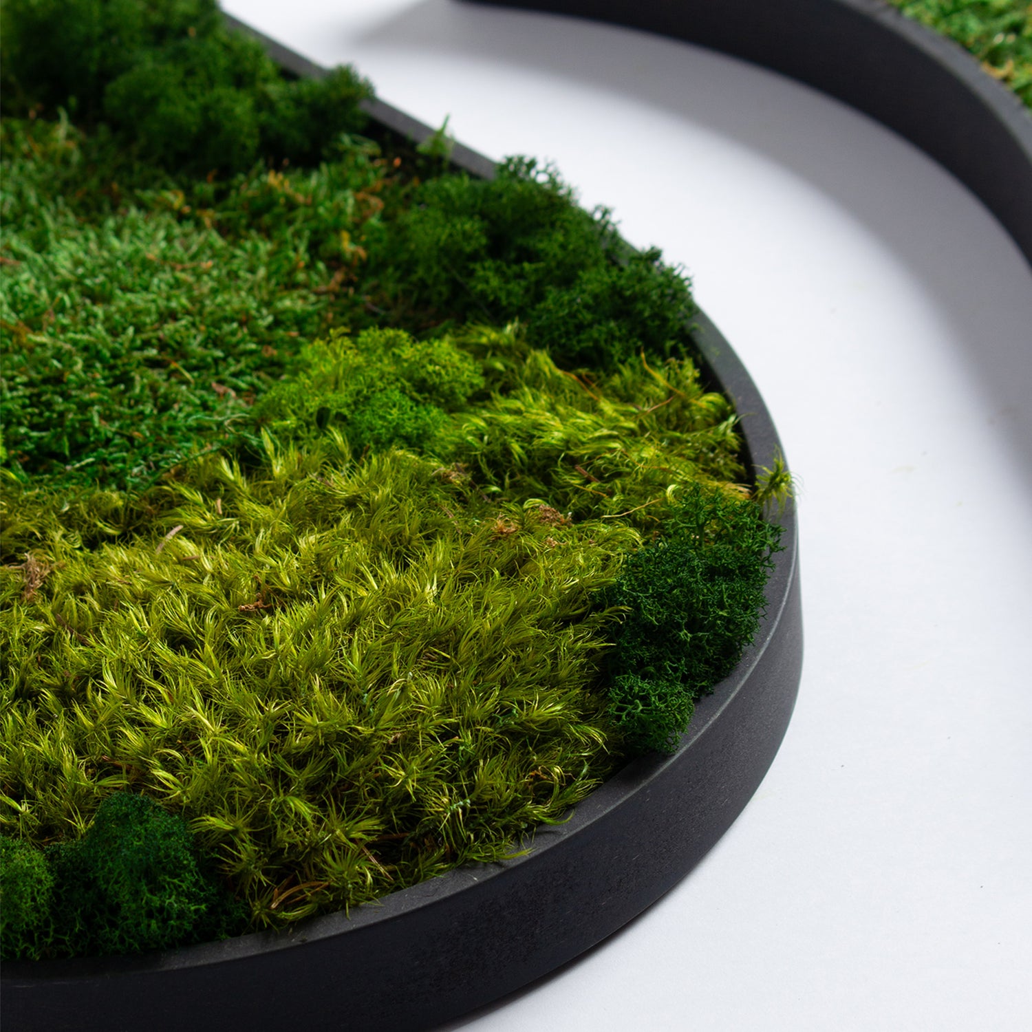 Muratto® Green Teardrop Preserved Moss Luxury Wall Tiles