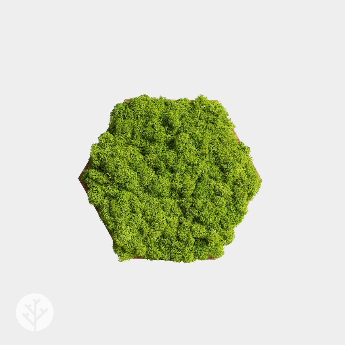 Muratto® Organic Hexagonal Moss Trays Cork Luxury Wall Tiles