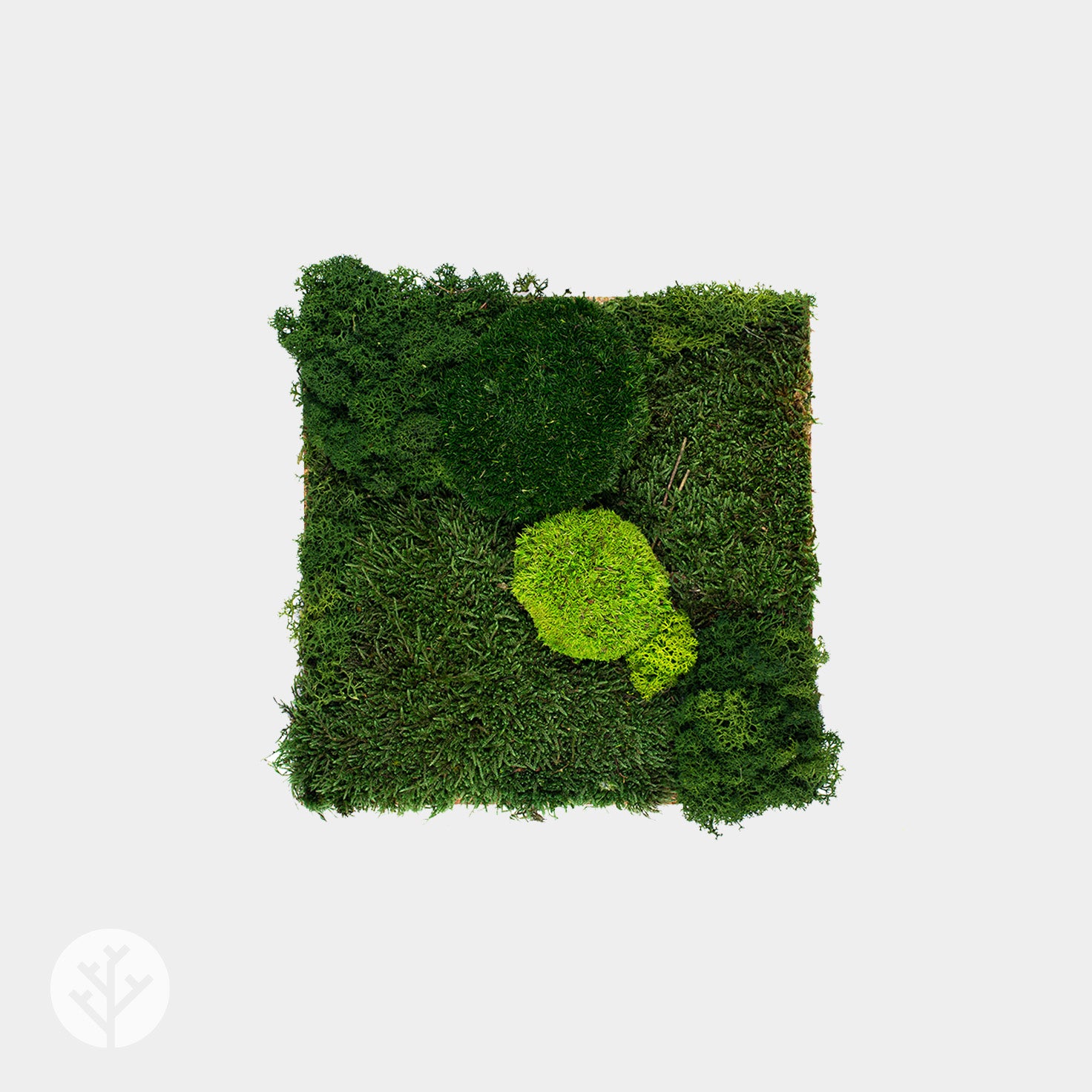 Muratto® Organic Square Moss Cork Luxury Wall Tiles