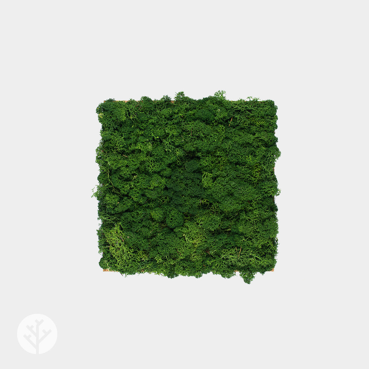 Muratto® Organic Square Moss Cork Luxury Wall Tiles
