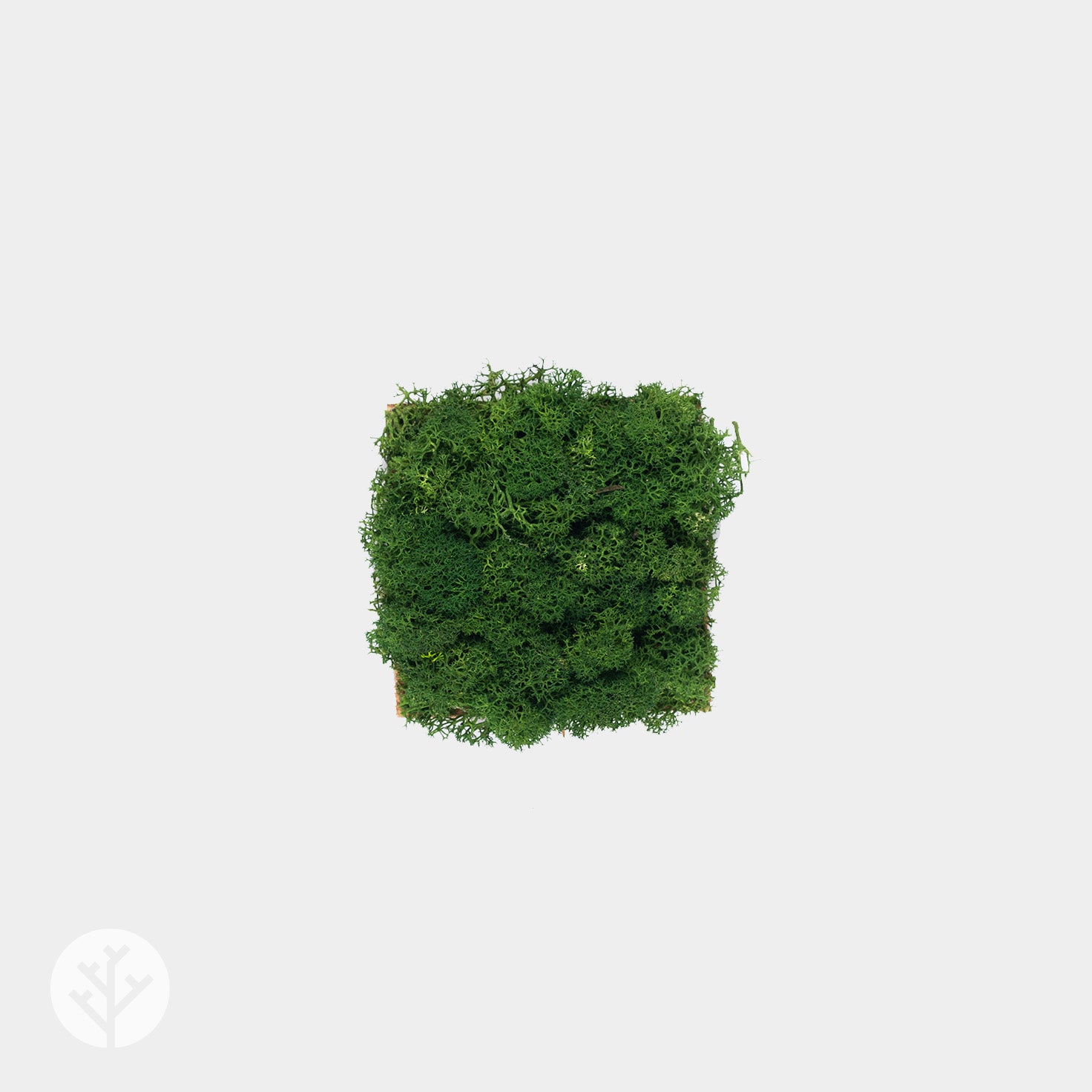 Muratto® Organic Small Square Moss Cork Luxury Wall Tiles
