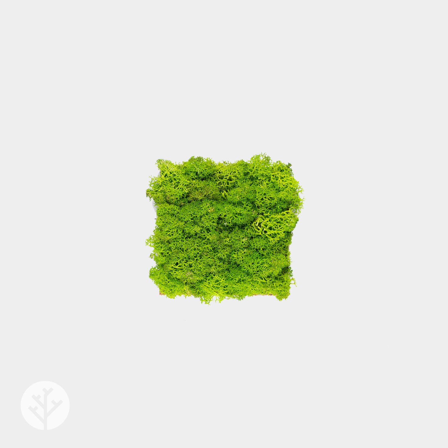 Muratto® Organic Small Square Moss Cork Luxury Wall Tiles