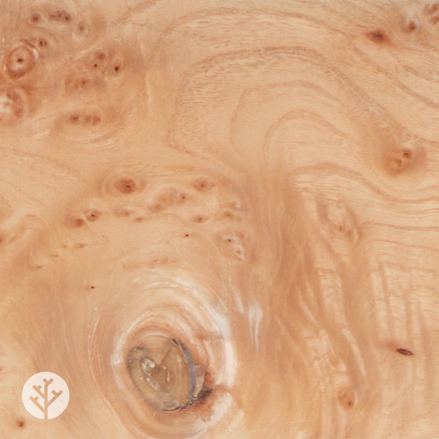Elm Cluster Wood Veneer
