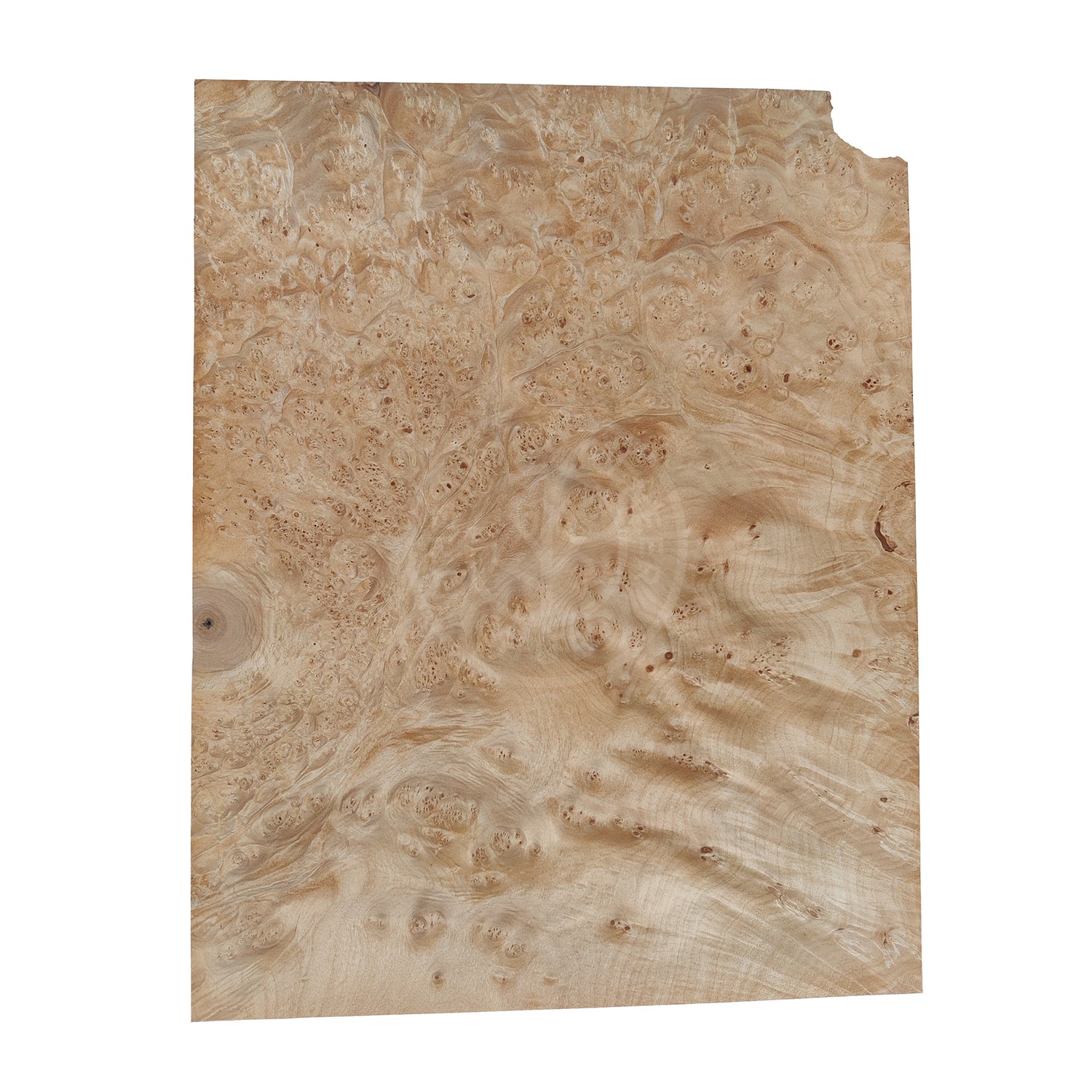 Maple Burl Wood Veneer